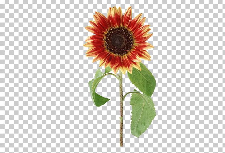 Common Sunflower PNG, Clipart, Asterales, Color, Daisy Family, Encapsulated Postscript, Flower Free PNG Download