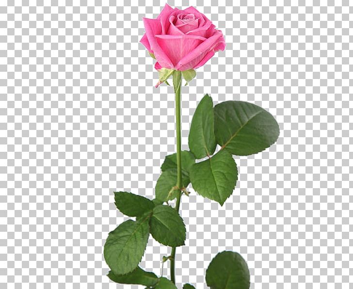Garden Roses Cabbage Rose Showroom Darissimo Cut Flowers Petal PNG, Clipart, Bud, Cultivar, Cut Flowers, Flower, Flowering Plant Free PNG Download