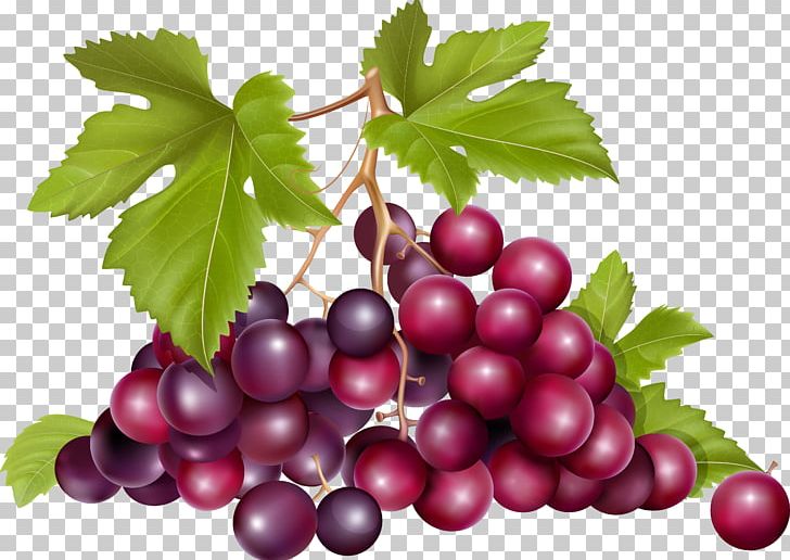 Grape Raceme PNG, Clipart, Boysenberry, Cranberry, Currant, Depositphotos, Food Free PNG Download