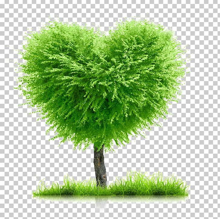 Heart Stock Photography Love PNG, Clipart, Bamboo, Concept, Evergreen, Grass, Heart Free PNG Download