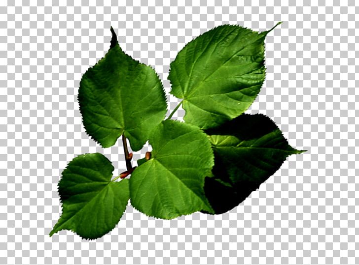 Leaf Presentation PNG, Clipart, Annual Plant, Branch, Digital Image, Flower, Flower Garden Free PNG Download