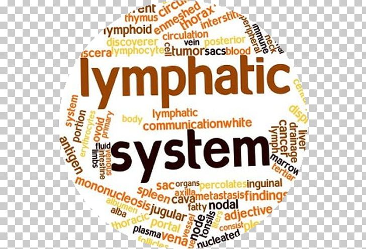 Lymphatic System Circulatory System Lymphatic Vessel Manual Lymphatic Drainage Lymph Node PNG, Clipart, Abdomen, Acuna Wellness Center, Alive Well Massage Therapy Clinic, Area, Brand Free PNG Download