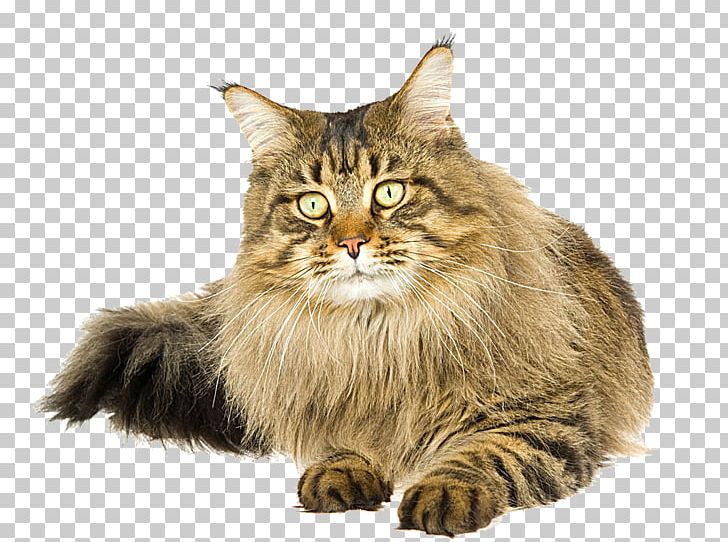 Maine Coon Kitten Paper Cat Food Felidae PNG, Clipart, Animal, Animals, Carnivoran, Cat Ear, Cat Like Mammal Free PNG Download