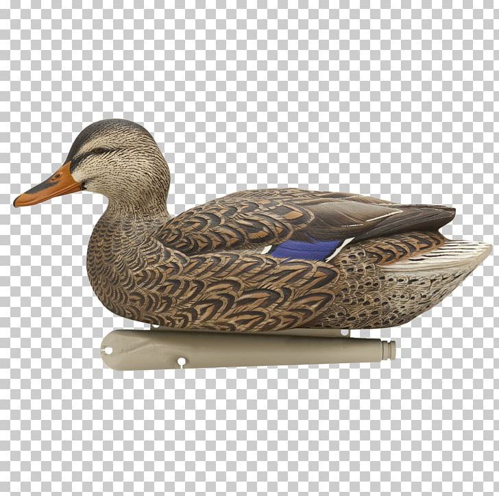 Mallard Duck Decoy Goose PNG, Clipart, American Black Duck, Animals, Anseriformes, Avian Influenza, Beak Free PNG Download