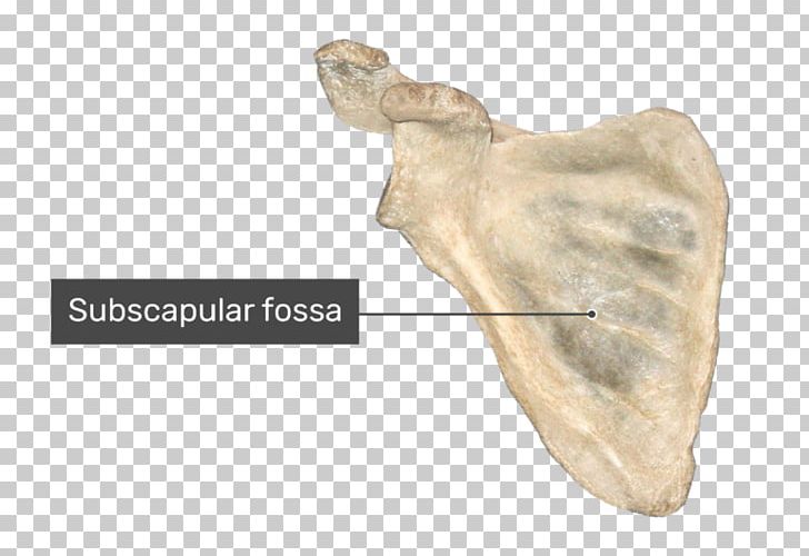 Scapula Bone Infraglenoid Tubercle Anatomy Shoulder Girdle PNG, Clipart, Anatomy, Anterior, Bone, Clavicle, Coracoid Process Free PNG Download