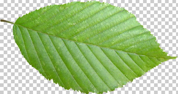 Stock Photography Leaf Tree PNG, Clipart, Cell, Download, Gratis, Green, Green Leaves Free PNG Download