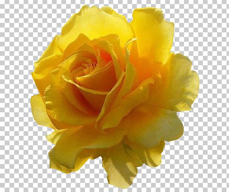 Tarikh-e Beyhaqi Flower Yellow LN Variedades Artigos Religiosos Garden Roses PNG, Clipart, Centifolia Roses, Cut Flowers, Floribunda, Flower, Flowering Plant Free PNG Download
