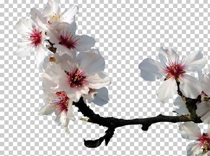 Almond Blossoms Cherry Blossom Peach PNG, Clipart, Almond, Background White, Black White, Blossom, Branch Free PNG Download