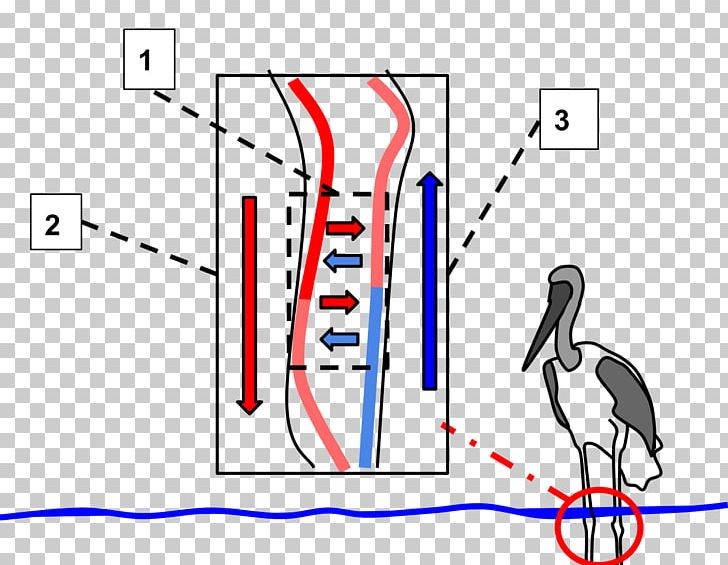 Bird Countercurrent Exchange Circulatory System Beak Thermoregulation PNG, Clipart, Angle, Animals, Area, Arm, Bird Free PNG Download