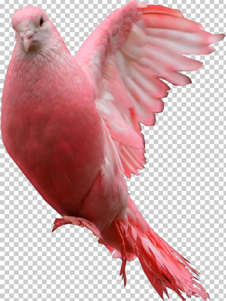 Domestic Pigeon Columbidae Bird Cockatoo PNG, Clipart, Animals, Beak, Bird, Cockatoo, Columbidae Free PNG Download