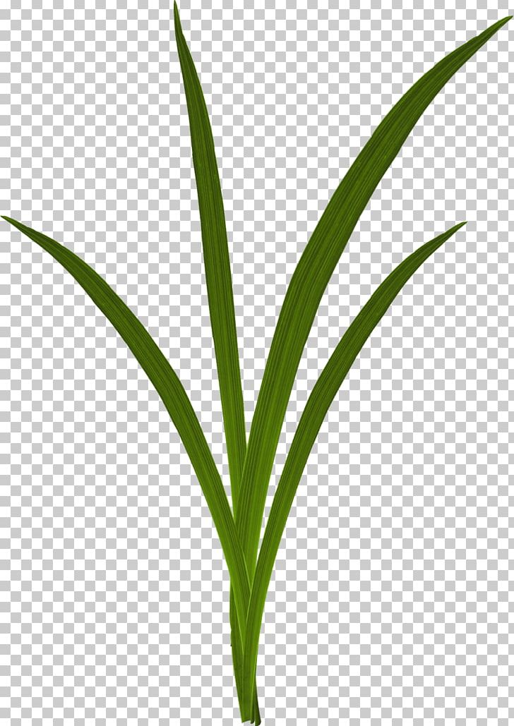 Grasses PNG, Clipart, Background Green, Designer, Download, Euclidean Vector, Flower Free PNG Download