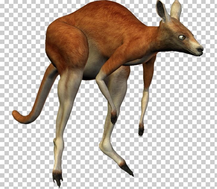 Kangaroo Macropodidae Musk Deers Animal PNG, Clipart, Animal, Animals, Antelope, Blog, Deer Free PNG Download