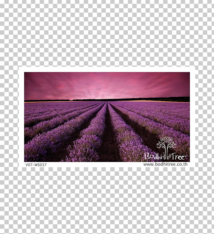 Lavender Landscape Sunset Desktop PNG, Clipart, 4k Resolution, 5k Resolution, 8k Resolution, Aptoide, Desktop Wallpaper Free PNG Download