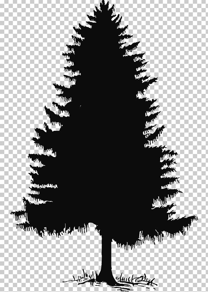 Pine Drawing Evergreen Fir PNG, Clipart, Black And White, Branch, Cedar, Christmas Tree, Conifer Free PNG Download