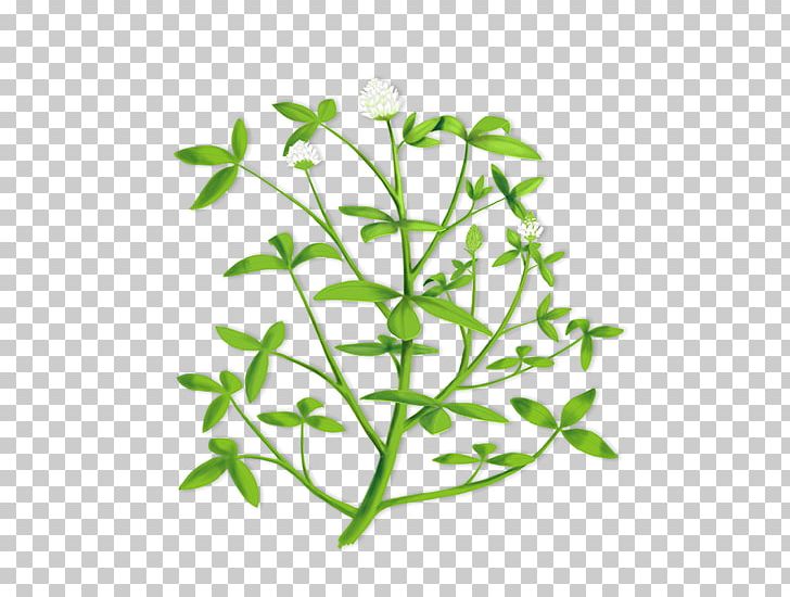 Trifolium Alexandrinum Alfalfa Hay Illustration PNG, Clipart, Alfalfa, Branch, Clover, Cover Crop, Crop Free PNG Download