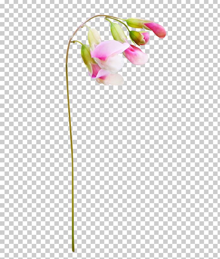 Flower PNG, Clipart, Adobe Illustrator, Encapsulated Postscript, Flower, Flowering, Flowers Free PNG Download