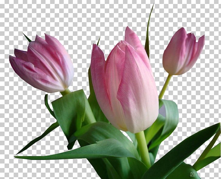 Tulip Floristry Cut Flowers Petal Plant Stem PNG, Clipart, Asi, Bud, Cicek, Cicek Resimleri, Cut Flowers Free PNG Download