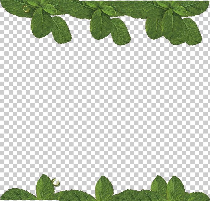Water Mint Leaf PNG, Clipart, Cartoon, Download, Euclidean Vector, Fresh Mint, Grass Free PNG Download