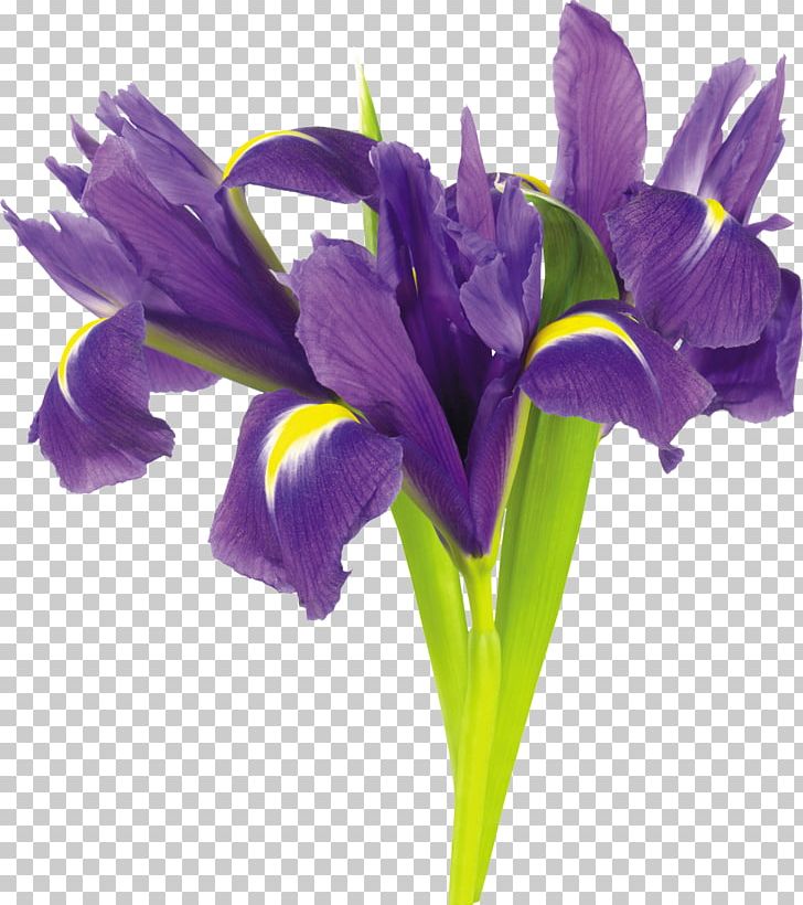 Irises Flower Plant PNG, Clipart, Clip Art, Cut Flowers, Digital Image, Flower, Flowering Plant Free PNG Download