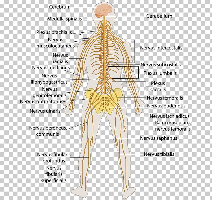Outline Of The Human Nervous System Human Body Central Nervous System Peripheral Nervous System PNG, Clipart, Abdomen, Central Nervous System, Human, Human Anatomy, Human Body Free PNG Download