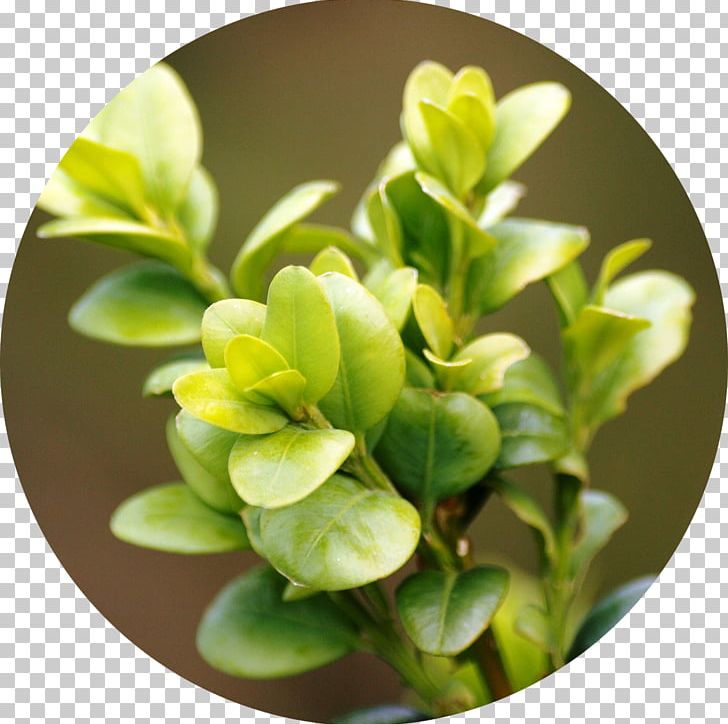 Plant Pruning Shrub Chinese Box Buxus Sempervirens PNG, Clipart, Agriculture, Box, Boxwood, Buxus Sempervirens, Chinese Box Free PNG Download