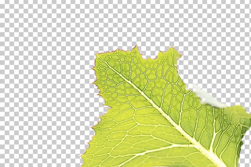 Leaf M-tree Tree Science Plants PNG, Clipart, Biology, Leaf, Mtree, Paint, Plants Free PNG Download