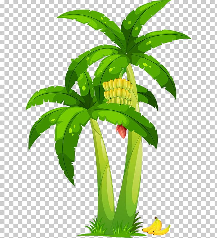 Banana Coconut Arecaceae PNG, Clipart, Arecaceae, Banana, Clip Art, Coconut, Drawing Free PNG Download
