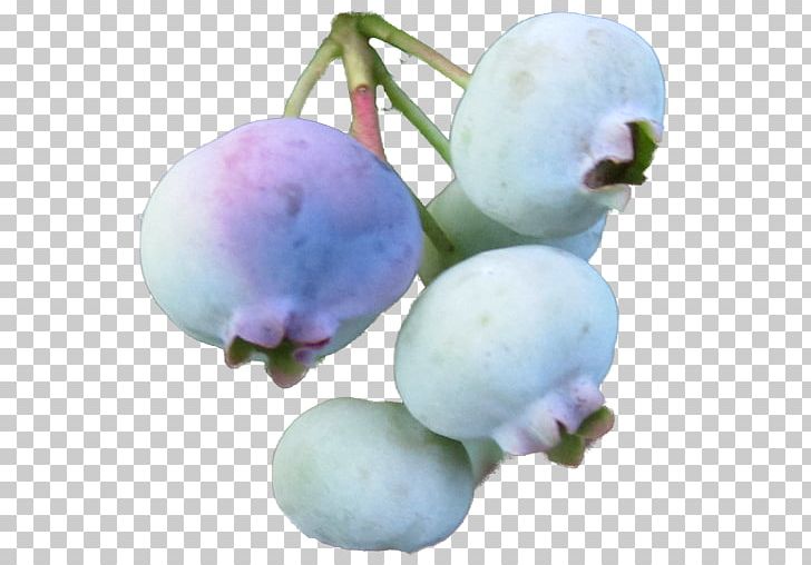 Blueberry Bilberry Sweet Pepperbush Shrub Crepe Myrtle PNG, Clipart, Berry, Bilberry, Blueberry, Box, Clethra Alnifolia Free PNG Download