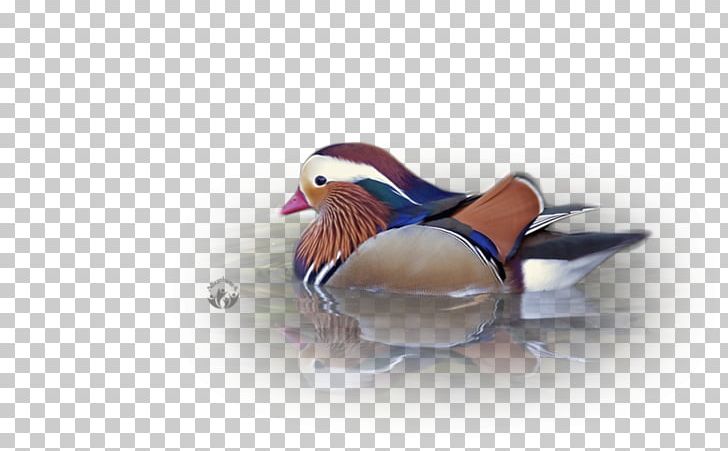 Duck Feather Beak PNG, Clipart, Animals, Beak, Bird, Duck, Ducks Geese And Swans Free PNG Download