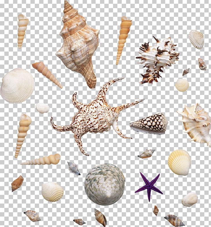 Organization Information Conchology Seashell Sea Snail PNG, Clipart, Animals, Celebrities, Conch, Conchology, Information Free PNG Download