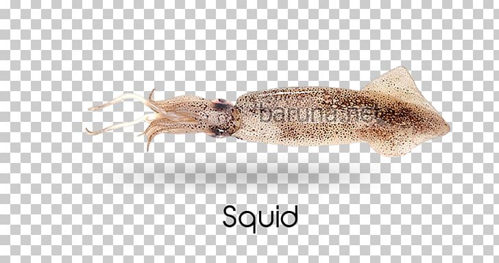 Squid Cephalopod Fauna Pest PNG, Clipart, Animal Source Foods, Cephalopod, Fauna, Invertebrate, Marine Invertebrates Free PNG Download