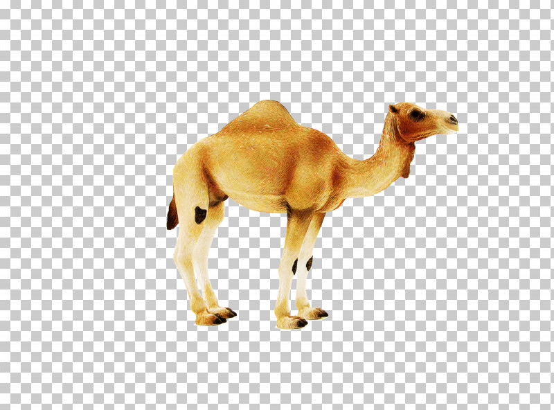 Dromedary Bactrian Camel Dog Drawing Snout PNG, Clipart, Bactrian Camel, Camelids, Camel Racing, Camels, Cartoon Free PNG Download
