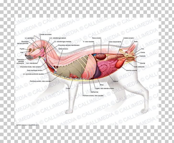 Cartoon Muscle Animal PNG, Clipart, Animal, Art, Body Anatomy, Cartoon, Fauna Free PNG Download