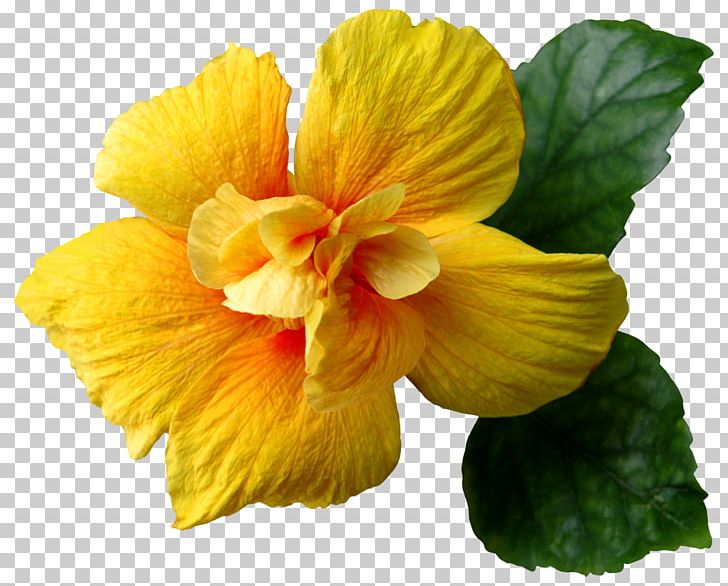 Flower Yellow Hibiscus PNG, Clipart, Annual Plant, Canna Family, Canna Lily, Chinese Hibiscus, Clipart Free PNG Download