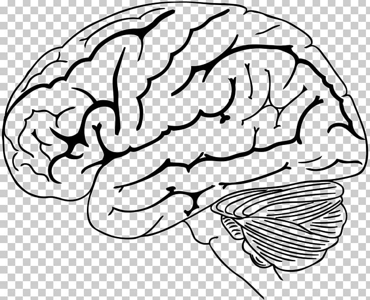 Human Brain Drawing PNG, Clipart, Art, Black And White, Brain, Cerebrum, Coloring Book Free PNG Download