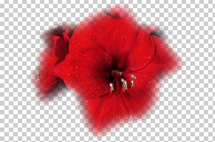 Love Author Flower Feeling LiveInternet PNG, Clipart, Amaryllis Belladonna, Author, Blog, Cicek, Cicek Resimleri Free PNG Download