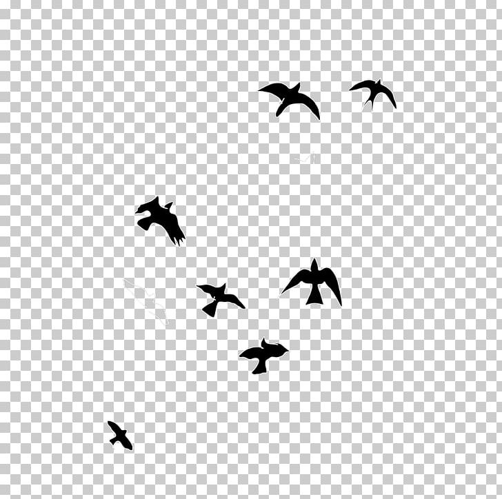 Bird Migration Water Bird Beak Wing PNG, Clipart, Animal Migration, Animals, Bat, Beak, Bird Free PNG Download