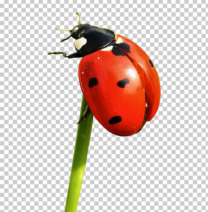 Common Furniture Beetle Free Ladybird Png Clipart Android