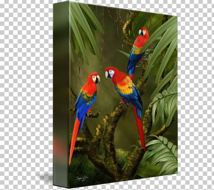 Macaw Loriini Beak Feather Fauna PNG, Clipart, Beak, Bird, Fauna, Feather, Loriini Free PNG Download