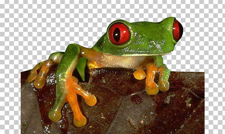 The Concise Nature Encyclopedia Frog Ischemia PNG, Clipart, Amphibian, Animal, Animals, Animal Sauvage, Blobfish Free PNG Download