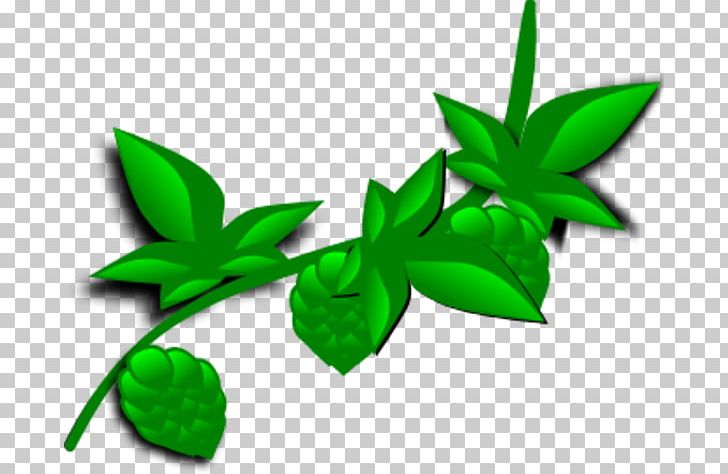 Plant Hops PNG, Clipart, Big Leaf, Download, Flower, Green, Hops Free PNG Download