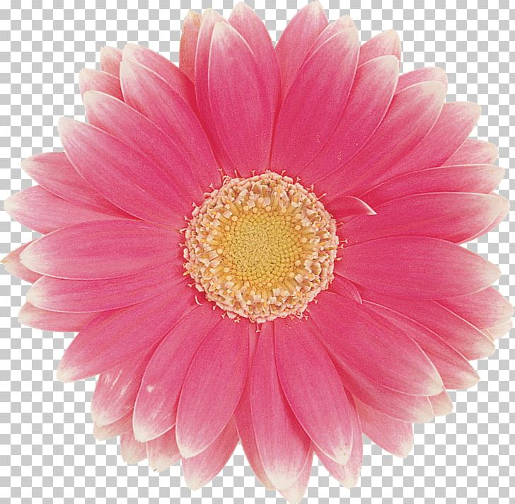 Transvaal Daisy Photography PNG, Clipart, Annual Plant, Art, Aster, Asterales, Chrysanths Free PNG Download