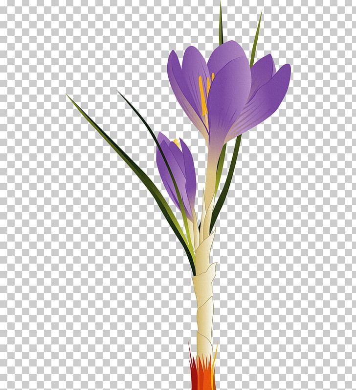 Tulip Flower PNG, Clipart, Art, Clip Art, Crocus, Crocus Vernus, Cut Flowers Free PNG Download