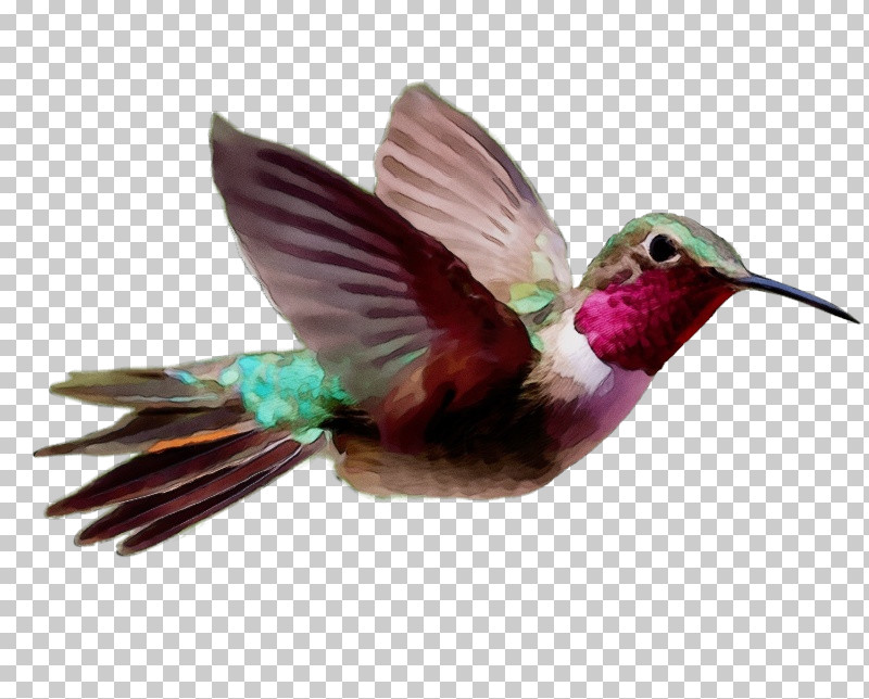 Hummingbird PNG, Clipart, Beak, Bird, Coraciiformes, Feather, Hummingbird Free PNG Download