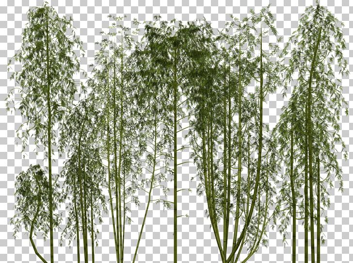 Bamboo Pixel Bamboe PNG, Clipart, Bamboe, Bamboo Border, Bamboo Frame, Bamboo Leaf, Bamboo Leaves Free PNG Download