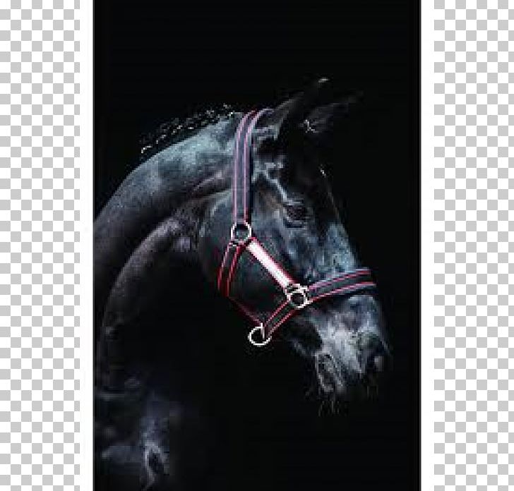Halter Horse Pony Bridle Rambo PNG, Clipart, Bit, Bridle, Equestrian, Halter, Heroes Free PNG Download