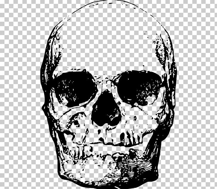 Human Skeleton Skull Head PNG, Clipart, Black And White, Bone, Download, Drawing, Face Free PNG Download