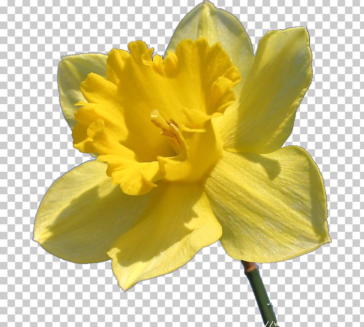 Petal Narcissus Pseudonarcissus Flower Amaryllis PNG, Clipart, Amaryllis, Amaryllis Family, Bonne, Bulb, Corymb Free PNG Download