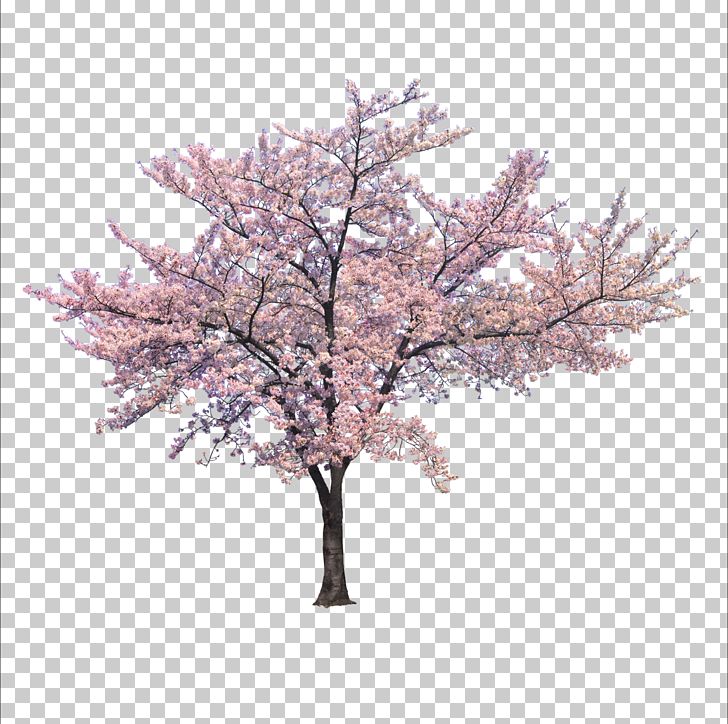 Tree Cherry Blossom Branch PNG, Clipart, Autumn Tree, Blossom, Branch, Branches, Cherry Blossom Free PNG Download