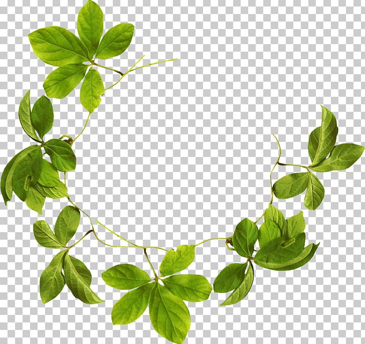 Leaf PNG, Clipart, Background Green, Blade, Creative, Creative Mint Leaves, Download Free PNG Download